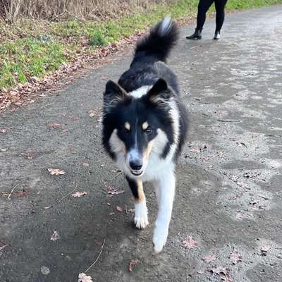 Hundetreffen-Gassi und Spielerunde Schlüchtern und Umgebung-Bild