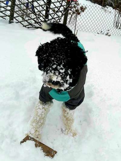 Dogorama Photo Challenge - Es wird nochmal kalt!-Beitrag-Bild