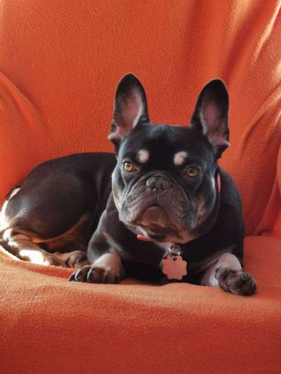 Zeigt her eure Frenchi-Beitrag-Bild