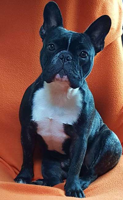 Zeigt her eure Frenchi-Beitrag-Bild