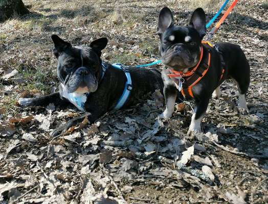 Französische Bulldoggen-Beitrag-Bild