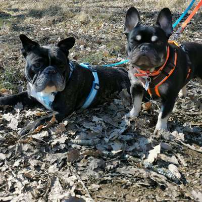 Welche Hunderasse-Beitrag-Bild