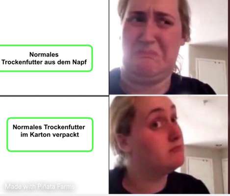 Hunde Memes-Beitrag-Bild