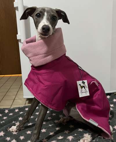 Windhunde - Treffen der besonderen Schönheiten
HERZLICH WILLKOMMEN-Beitrag-Bild