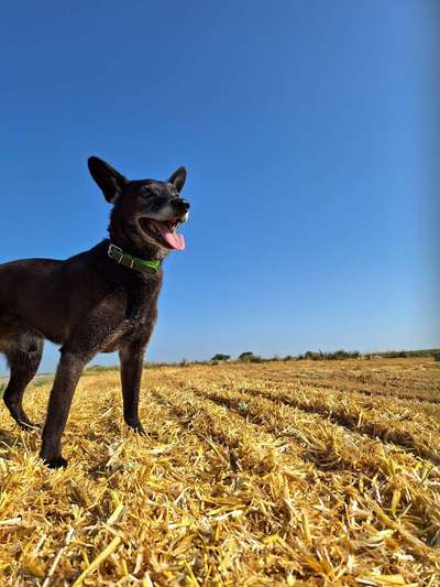 Wer hat einen Kelpie??-Beitrag-Bild