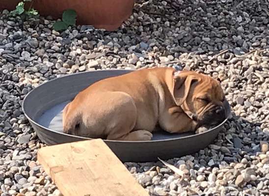 Olde English Bulldogge-Beitrag-Bild