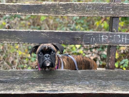 Hundetreffen-Spaziergang ohne Kontakt-Bild