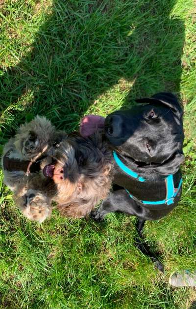 Dogorama Photo Challenge - Gegensätze-Beitrag-Bild