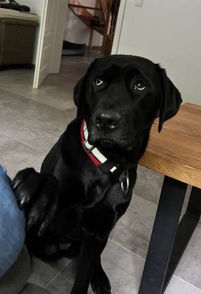 Labradorfans-Beitrag-Bild