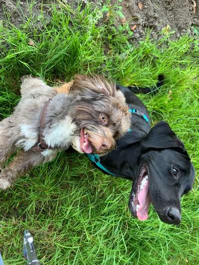 Die Dogorama Kalender Challenge Titelbild-Beitrag-Bild