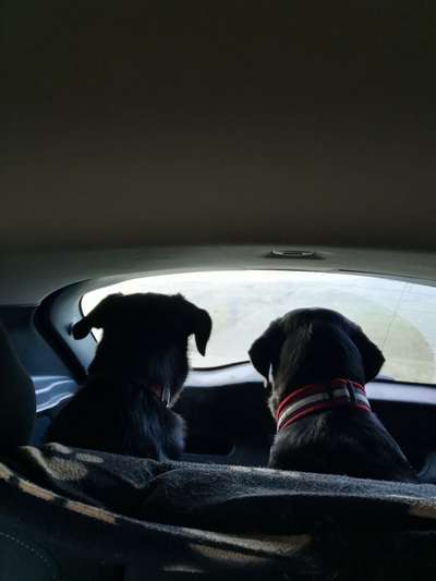 FOTOCHALLENGE 70 - Dein Hund im Auto-Beitrag-Bild