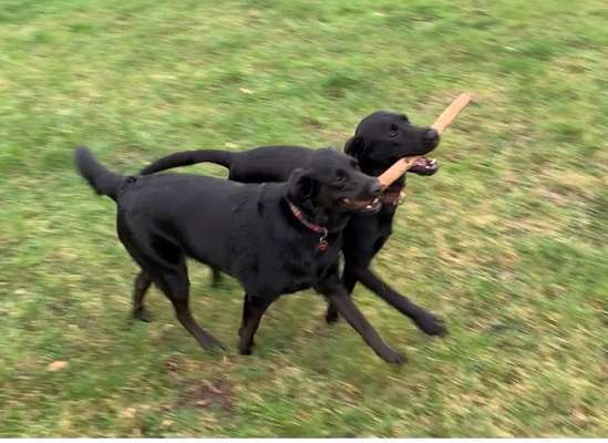 FOTO CHALLENGE 77 - Dein Hund im Spiel-Beitrag-Bild