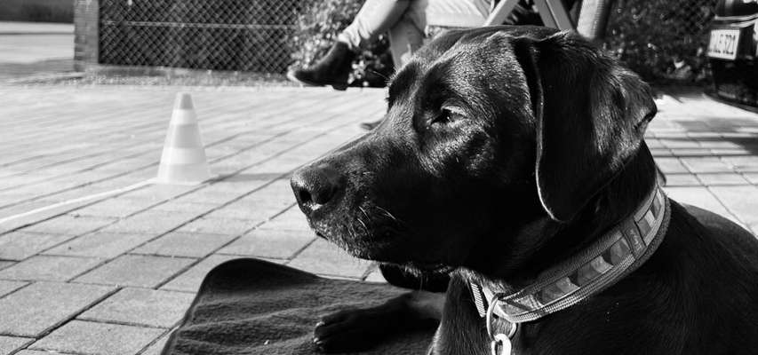 Foto-Challenge 76: Foto in Schwarz-Weiss-Beitrag-Bild