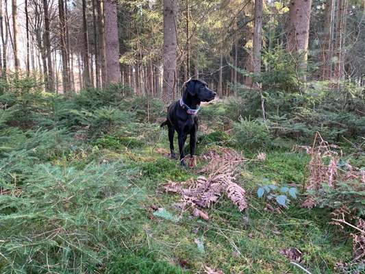 Wald Bild-Beitrag-Bild