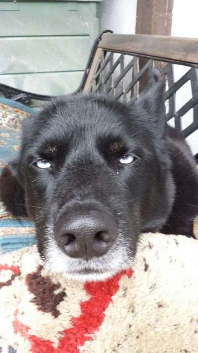 Die Dogorama-Wochen-Challenge "Die schönste Grimasse"-Beitrag-Bild