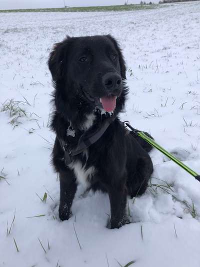 Zeigt her eure Junghunde :)-Beitrag-Bild