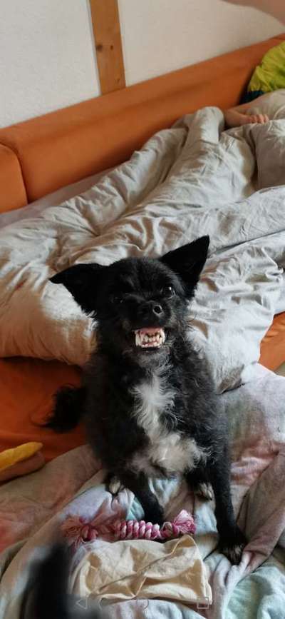 grumpy dog 😅-Beitrag-Bild