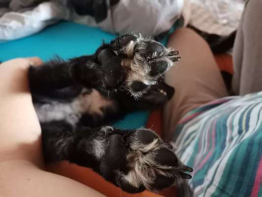 Zeigt her eure Pfoten!-Beitrag-Bild