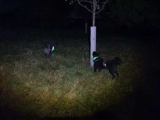 Blinkende Leuchthalsbänder, schädlich für Mensch und Hund-Beitrag-Bild