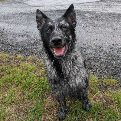 Hundetreffen-Gemeinsam üben-Bild