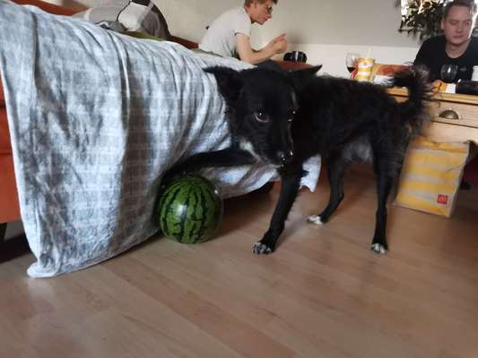 Dogorama Photo Challenge - Apportieren-Beitrag-Bild