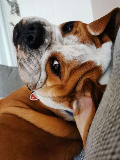 Lustige Bilder-Beitrag-Bild