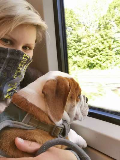 Chalange 3 Hund auf reisen!-Beitrag-Bild