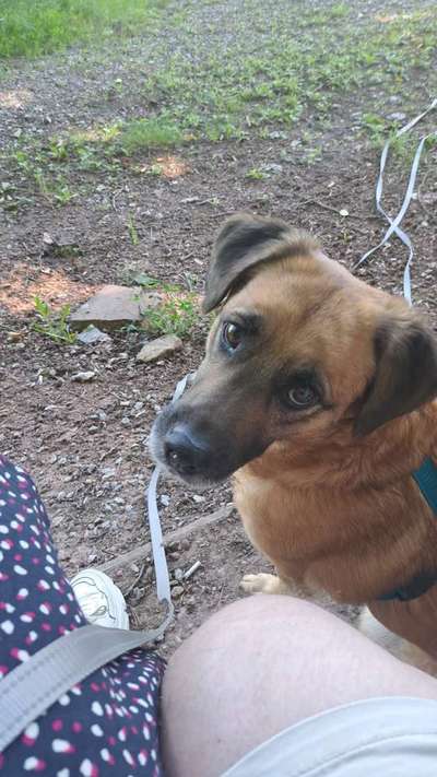 Hundetreffen-Hundekontakte-Bild