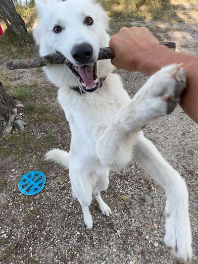 Hundetreffen-Spielzeit im Norden für große Hunde-Bild