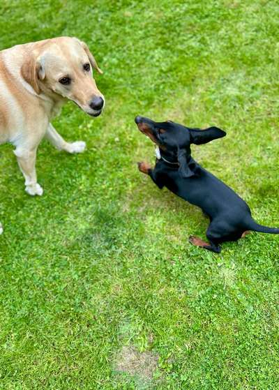 Hundetreffen-Spielfreundschaften gesucht-Bild