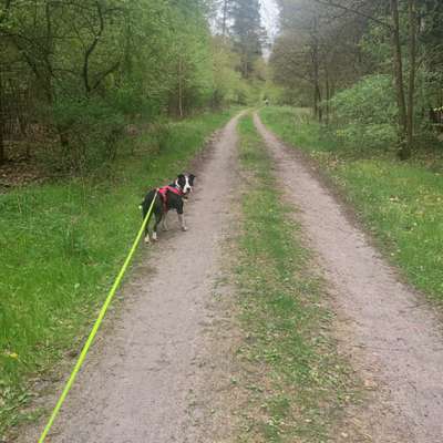 Hundetreffen-Gemeinsame Gassirunde in Lachendorf-Bild