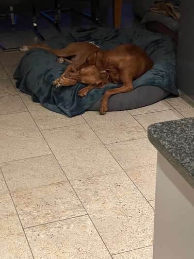 2. Hund-Beitrag-Bild