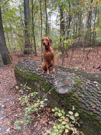 Hundetreffen-Gassi und Spielen-Bild