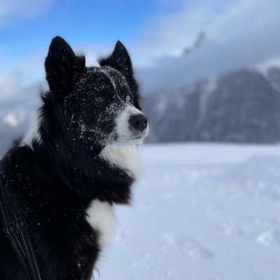 Hundetreffen-Gassirunden und Übungen-Bild