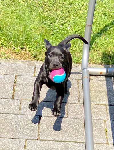 Die Dogorama Wochen Challenge-Beitrag-Bild