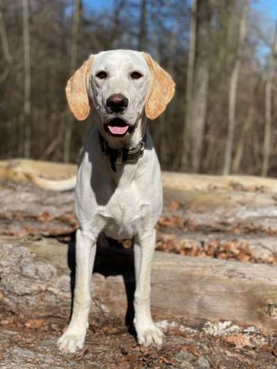 Die Dogorama Kalender Challenge Titelbild-Beitrag-Bild