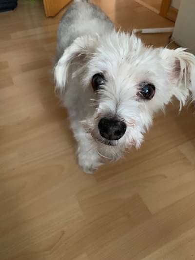 euer ältester Hund ?-Beitrag-Bild