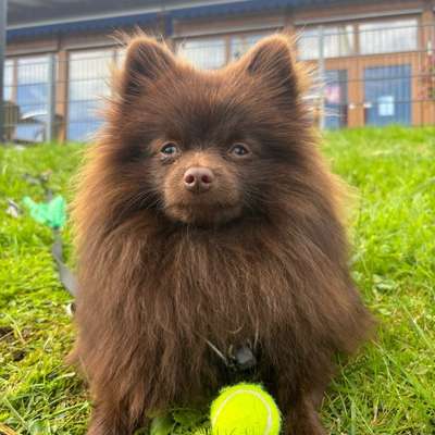 Hundetreffen-Spiel-und Gassifreund gesucht-Bild