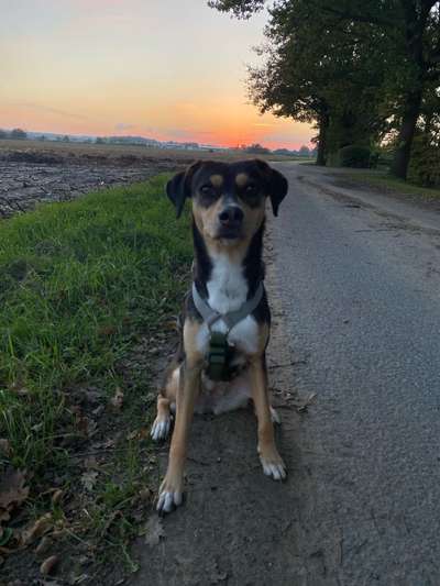 Hundetreffen-Spielerunde-Bild