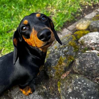 Hundetreffen-Graefe Dackel-Bild