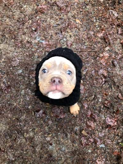 Welpen Bilder !-Beitrag-Bild