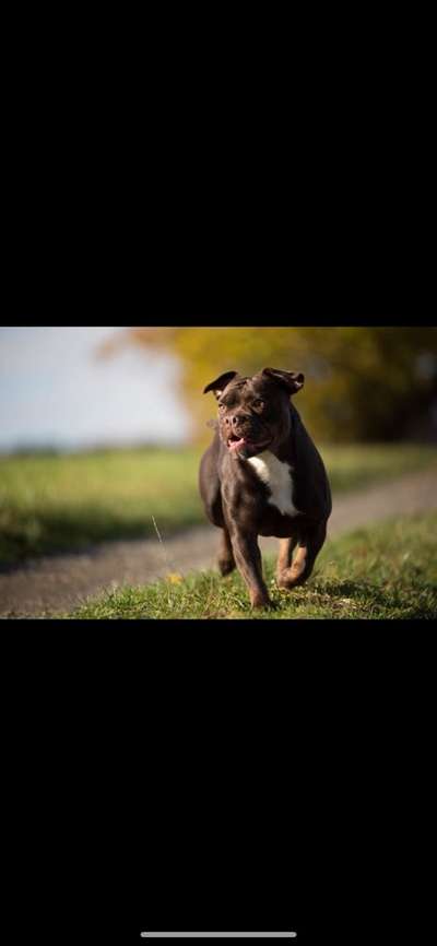 !!!Französische Bulldoggen mix!!!-Beitrag-Bild