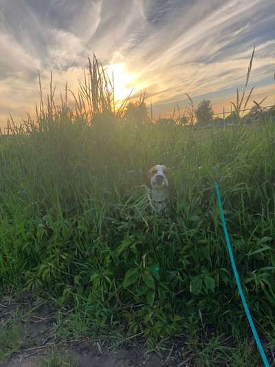 Die Dogorama Monats Challenge "Es grünt und blüht"-Beitrag-Bild