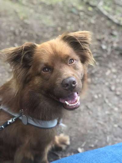 Die Dogorama Kalender Challenge Titelbild-Beitrag-Bild