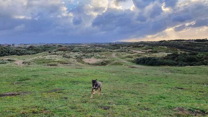 Hundetreffen-Gassi/Training/Spiel-Bild