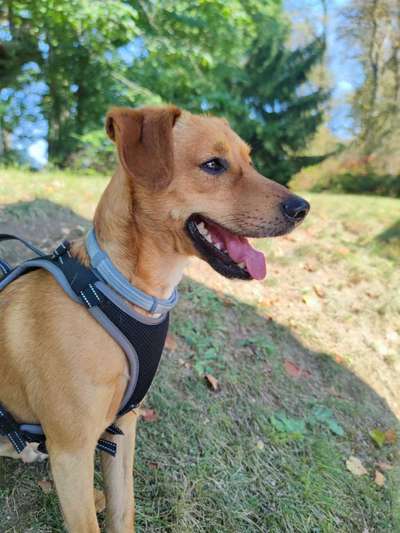 Liebhaber des Deutschen Pinscher gesucht.-Beitrag-Bild