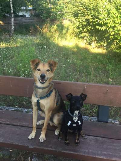 Strassenhunde-Beitrag-Bild