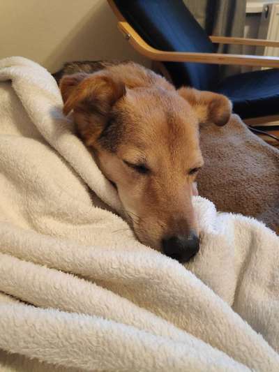 Podencomischling oder Podenco-Beitrag-Bild