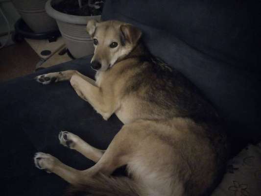 Mischlinge - die beste Rasse die es gibt-Beitrag-Bild