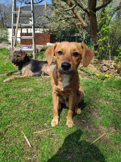 Wie heißt dein Hund?-Beitrag-Bild